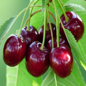 Čerešňa (Prunus avium) ´RIVAN´ - skorá 150-180cm - voľnokorenná 